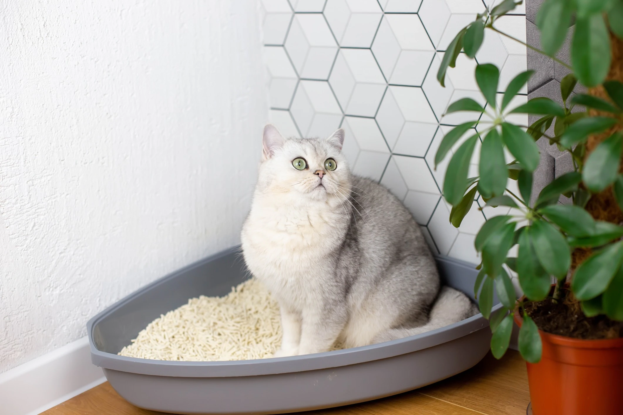 Living With a Declawed Cat