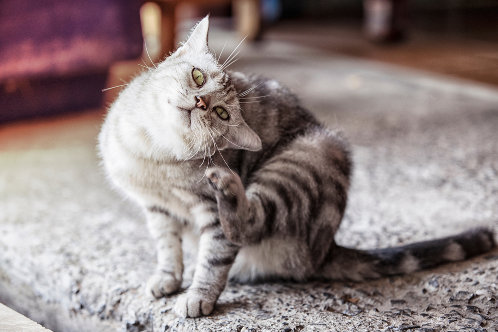 Can Humans Catch Ear Mites From Cats?