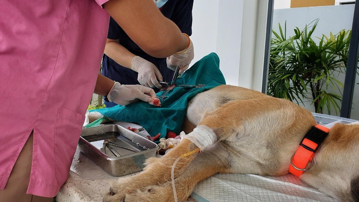 Ovarian Remnant Syndrome in Dogs