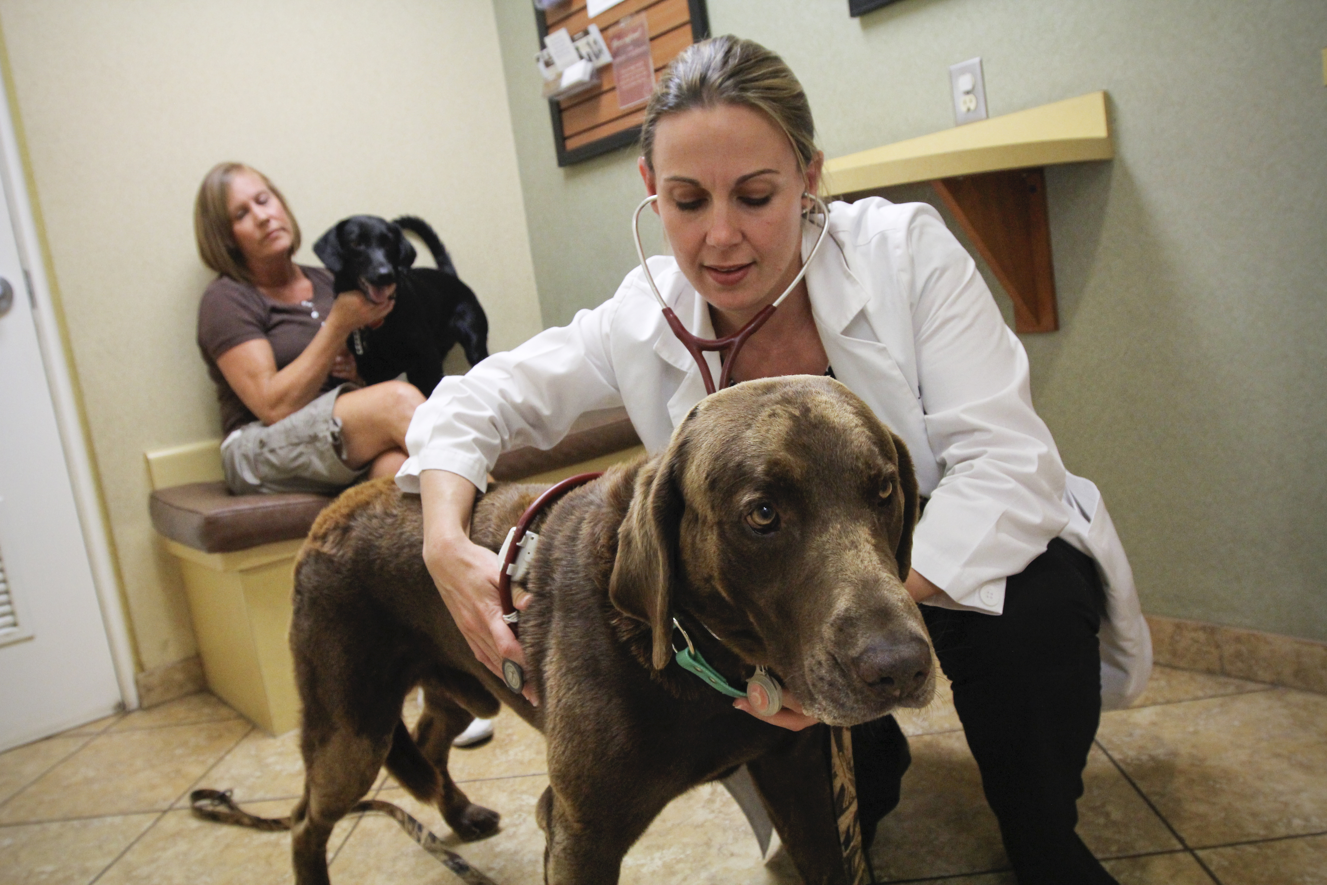 Anal Sac Adenocarcinoma in Dogs: Signs, Staging, and Treatment