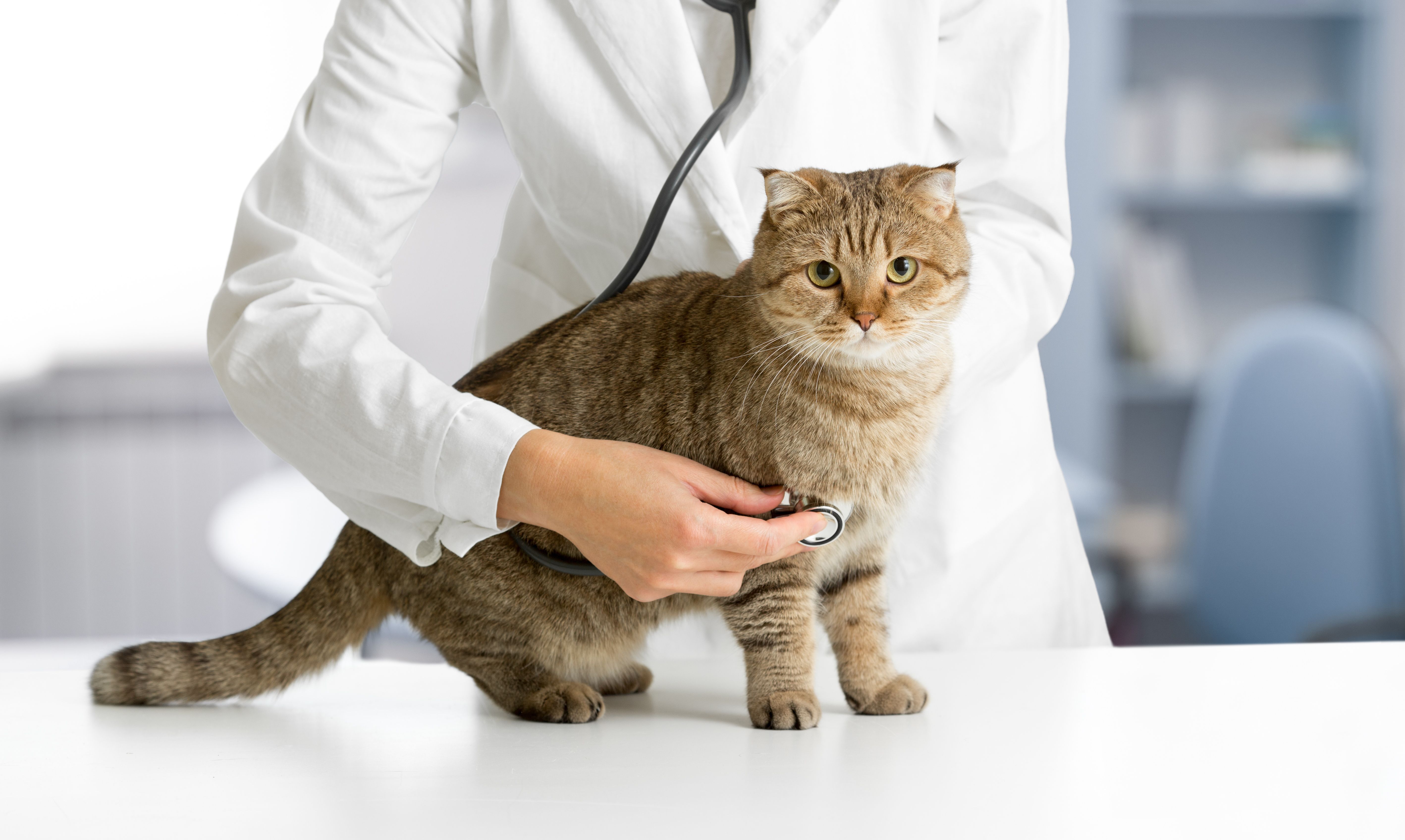 Mast Cell Tumors in Cats: Skin vs Internal Disease