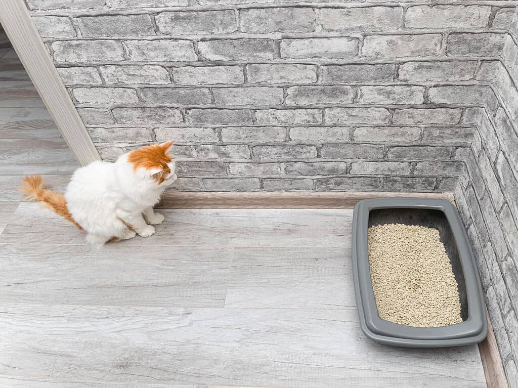 Why Is There Mucus in My Cat's Poop?