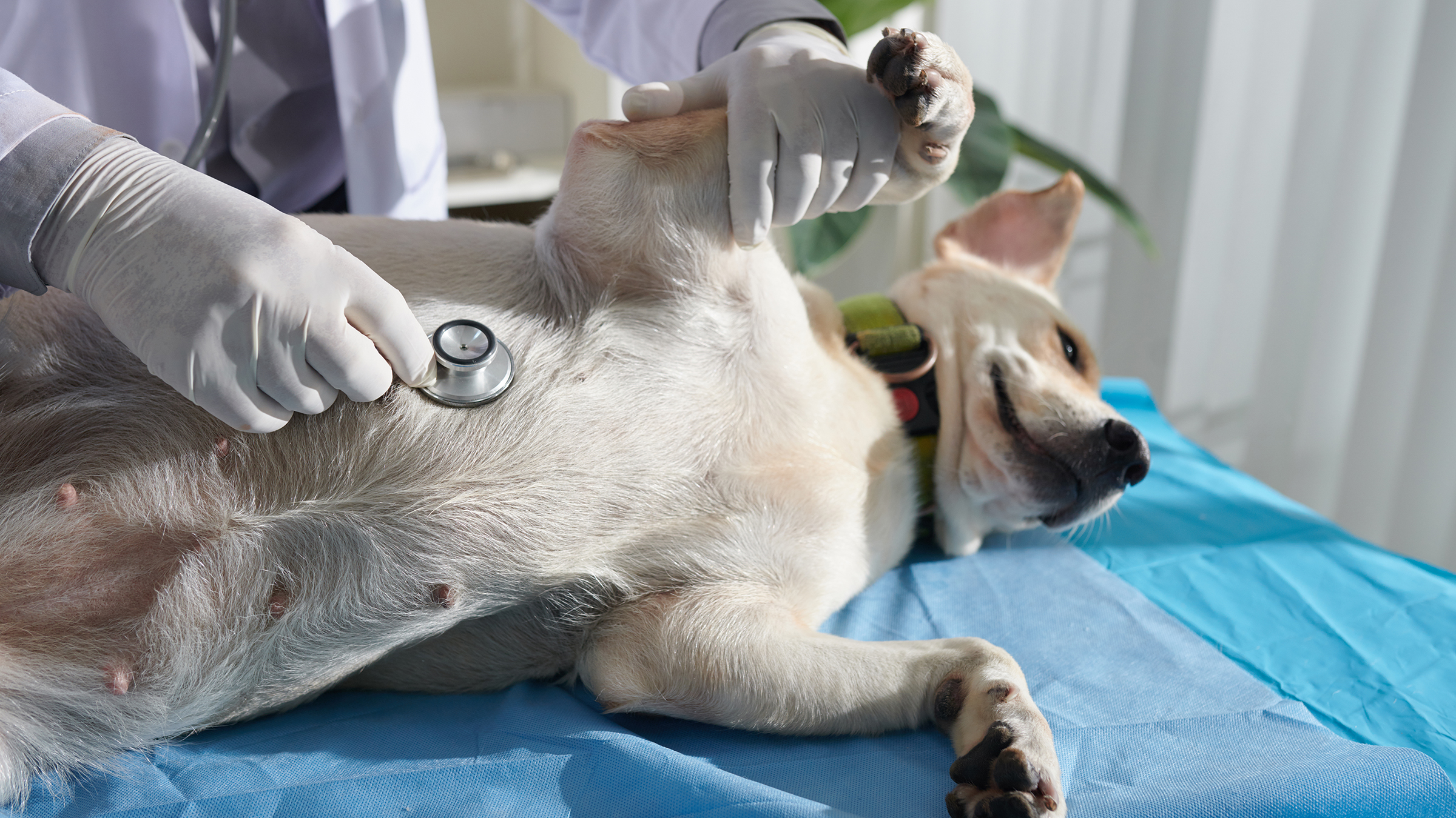 Will a Puppy Heart Murmur Go Away?