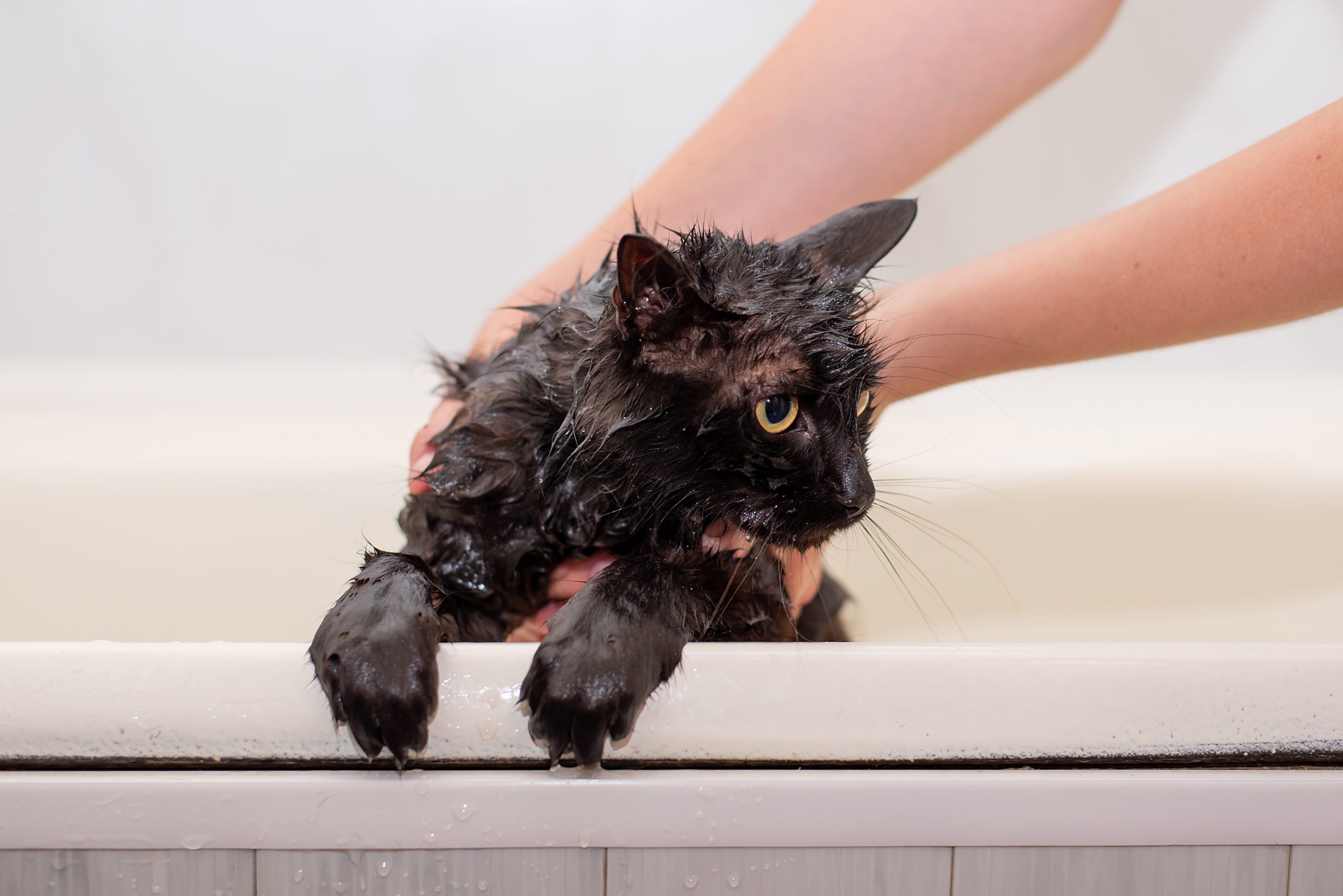 How to De-Skunk a Cat Safely