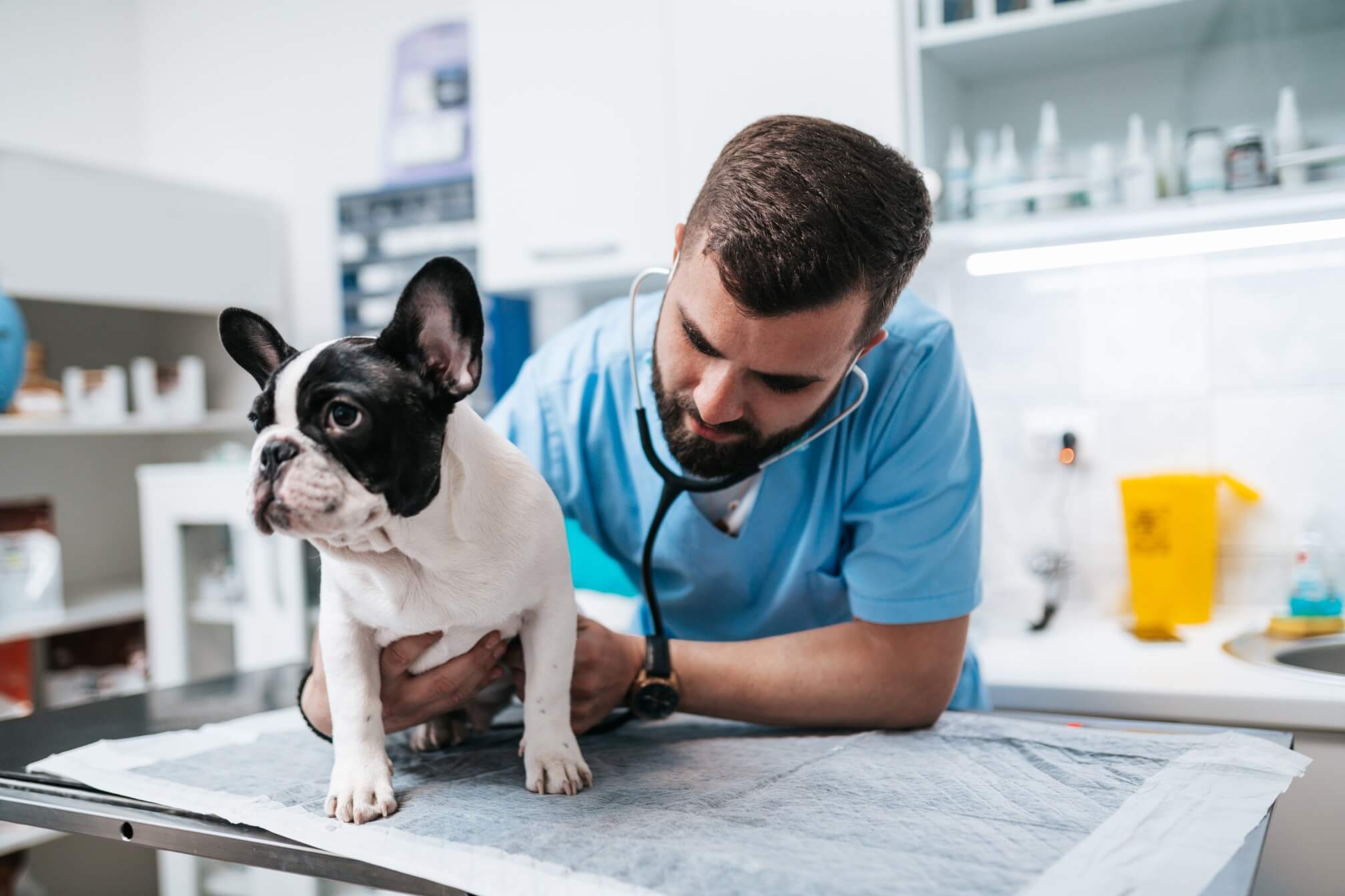 Pulmonic Stenosis in Dogs