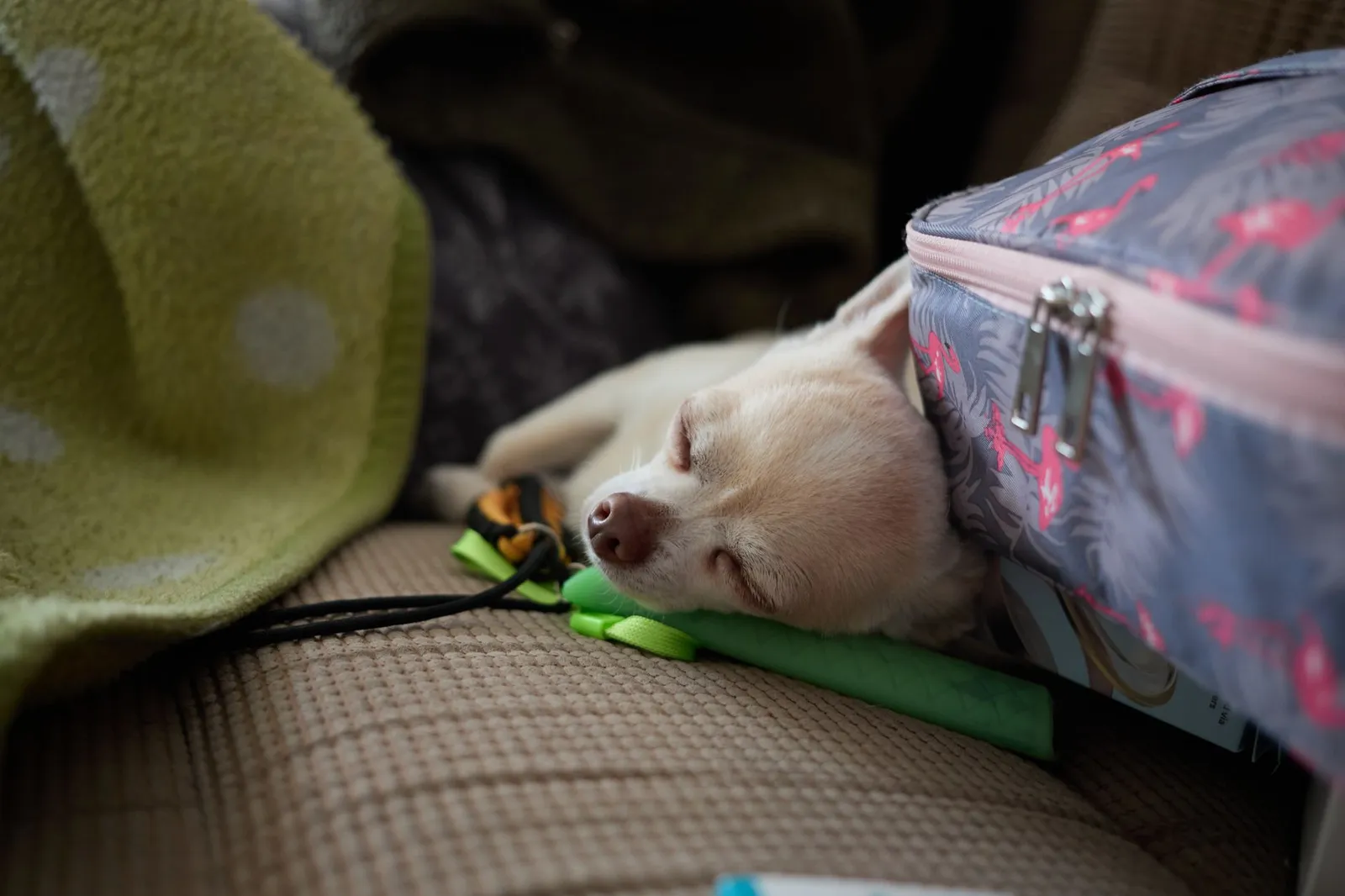 When Is a Dog No Longer Contagious After Parvo?