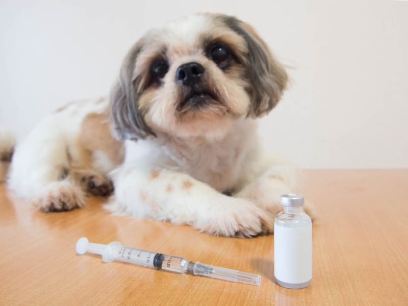Can a Vaccinated Puppy Still Get Parvo?